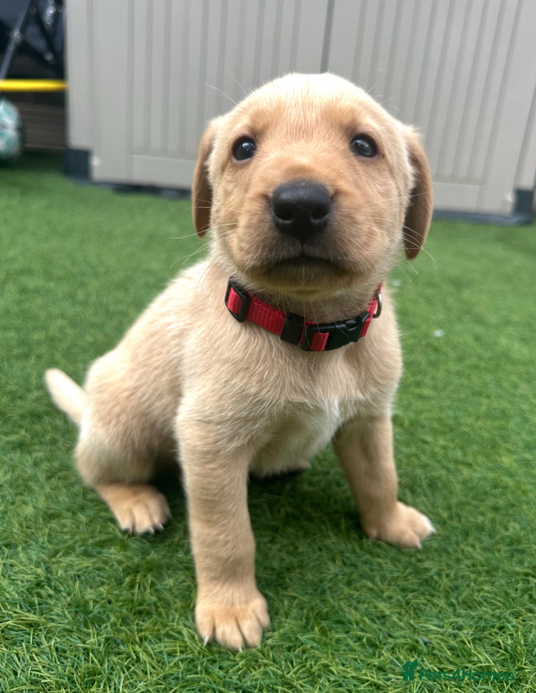 Labrador Retriever dogs for sale: 🐾 Exceptional KC Registered Labrador Puppies🐾 - Advert 8