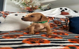 Labrador Retriever dogs for sale: Beautiful fox red Labrador pups - Image 15