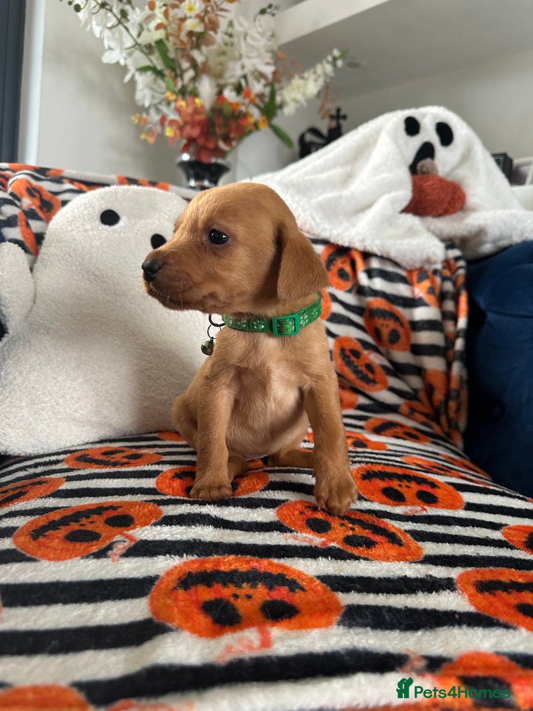 Labrador Retriever dogs for sale: Beautiful fox red Labrador pups - Image 15