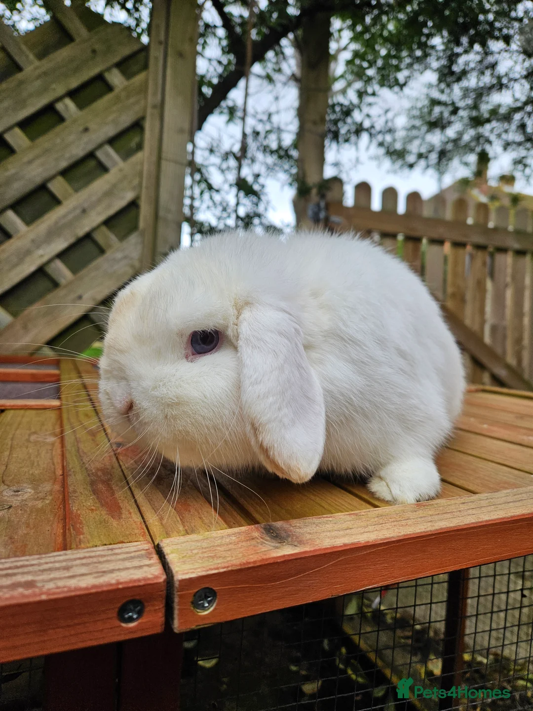 Mini Lop rabbits for sale: Mini lop bucks - Advert 7