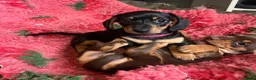 Miniature Dachshund dogs for sale: Black & Tan Miniature Dachshund bitch puppy in Ashford - Advert 3