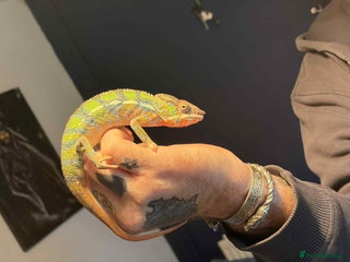 Chameleon reptiles Panther chameleon with full setup - Advert 1