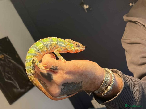 Chameleon reptiles Panther chameleon with full setup - Advert 1