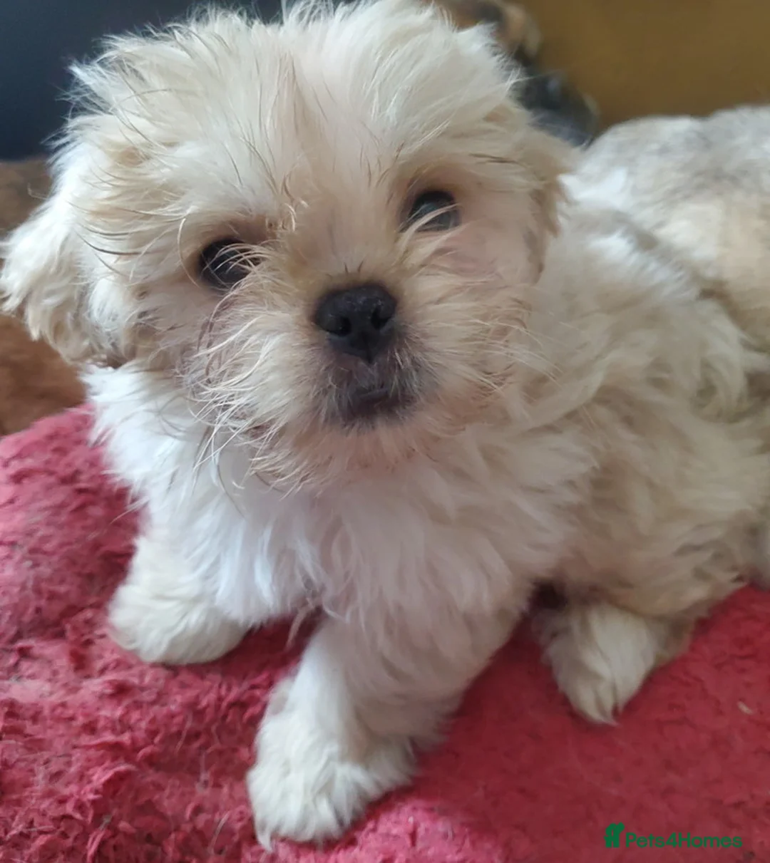 Mixed Breed dogs for sale: Shih tzu cross Pug puppies - Advert 32