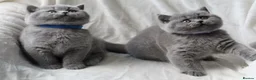 British Shorthair cats for sale: GCCF British Shorthair Kittens  - Advert 4