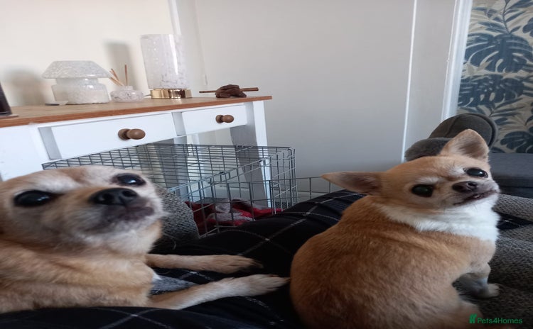 Chihuahua dogs - Advert 3