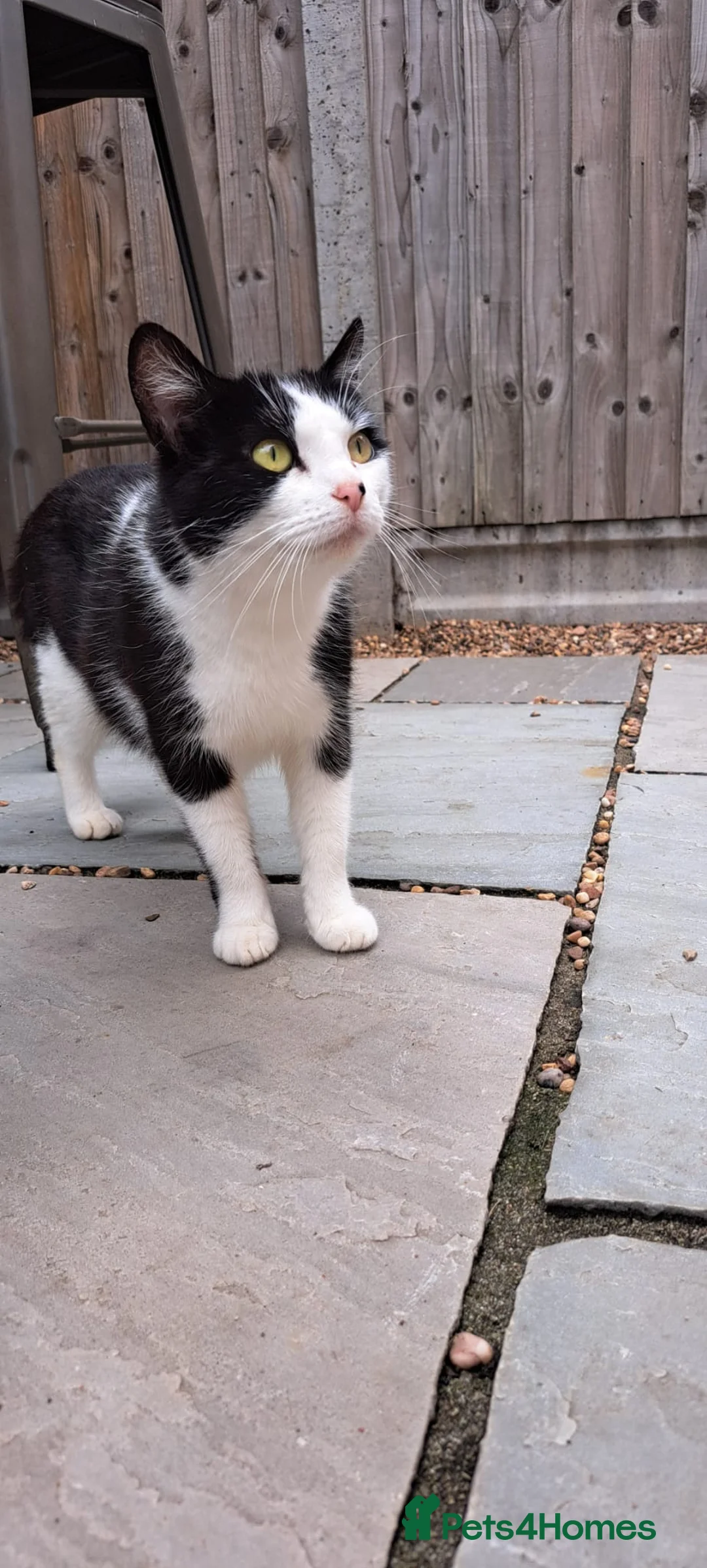 Mixed Breed cats for sale: 3 year old female tuxedo cat, lovely calm nature - Advert 2