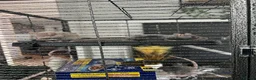 Rat rodents for sale: Baby rats  - Advert 3
