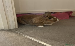 Mixed Breed rabbits for sale: Male and female rabbit  - Image 4