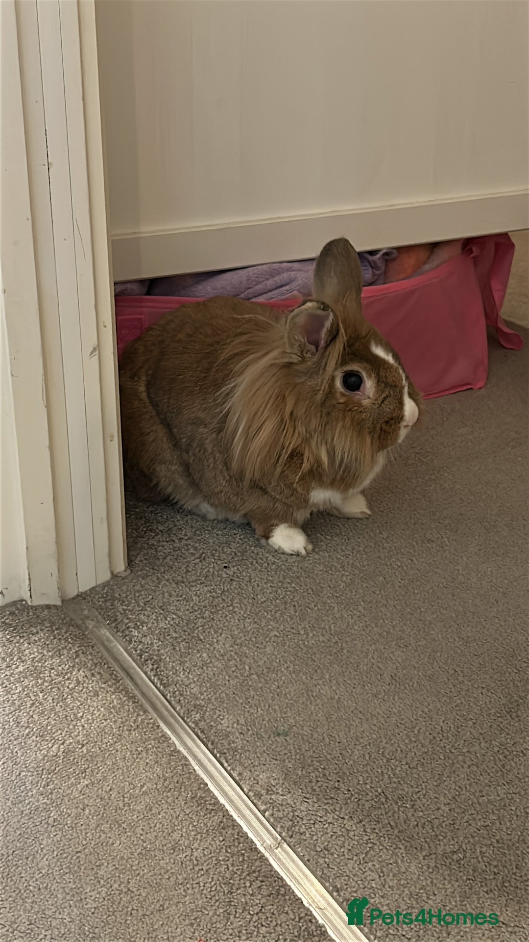 Mixed Breed rabbits for sale: Male and female rabbit  - Image 4