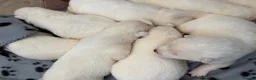 Japanese Akita Inu dogs for sale: Japanese Akita Inu Puppies - Advert 17