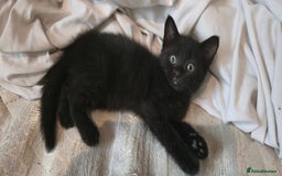 Mixed Breed cats for sale: 8 beautiful kittens ready for 1/09/2025 - Image 2