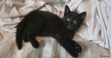 Mixed Breed cats - Advert 9