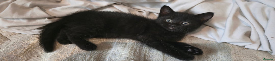 Mixed Breed Kitten 5