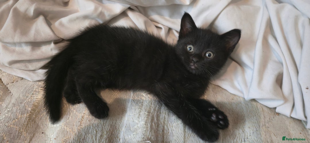 Mixed Breed cats for sale: 8 beautiful kittens ready for 1/09/2025 - Image 2