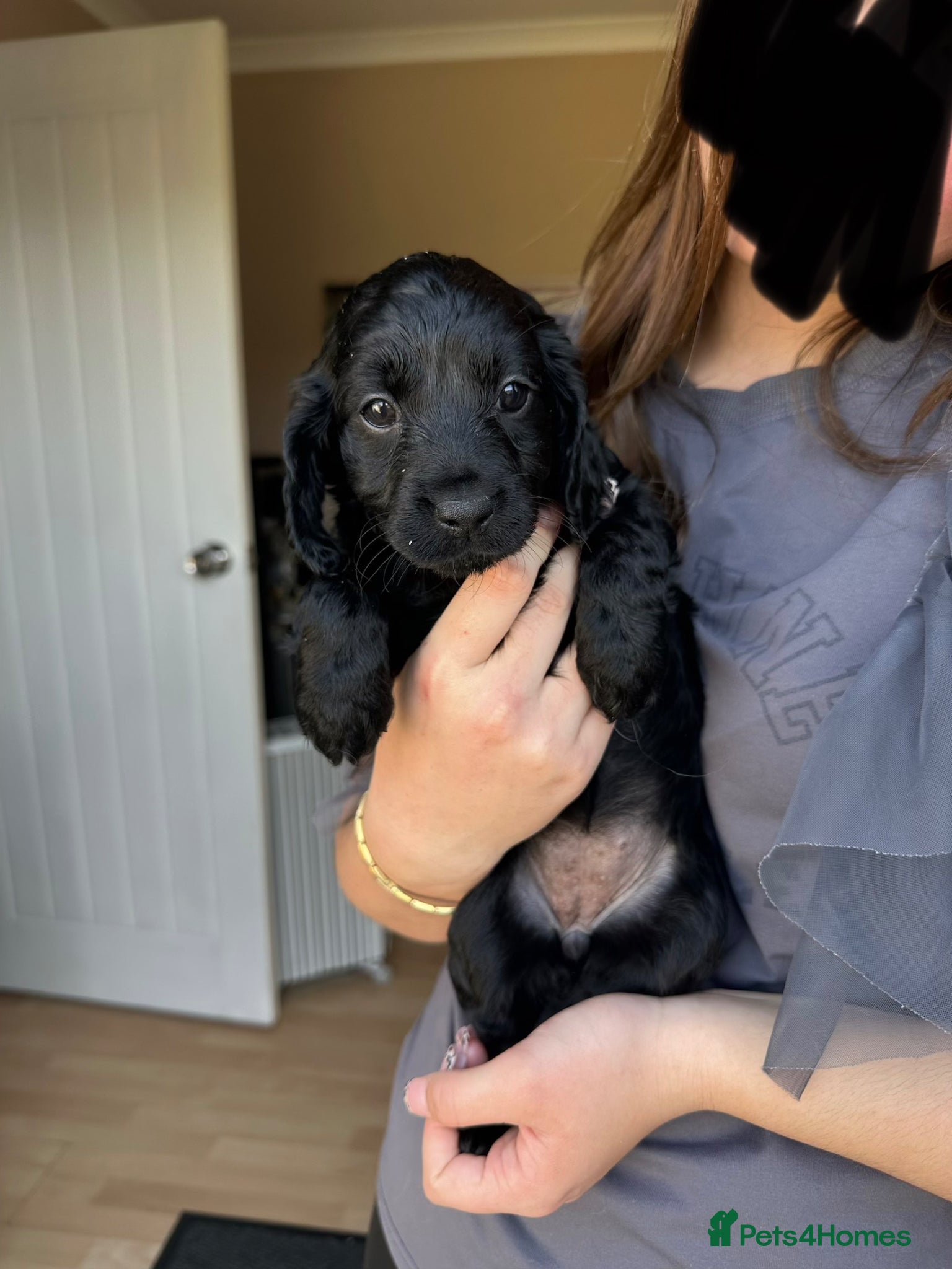 Cockapoo dogs F2 cockapoo puppies  - Advert 8