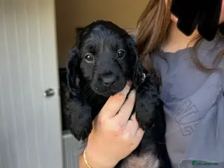 Cockapoo dogs F2 cockapoo puppies - Advert 8