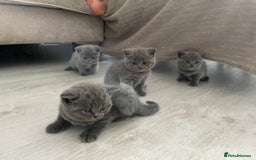 British Shorthair cats for stud: British for stud in Hinckley - Image 8