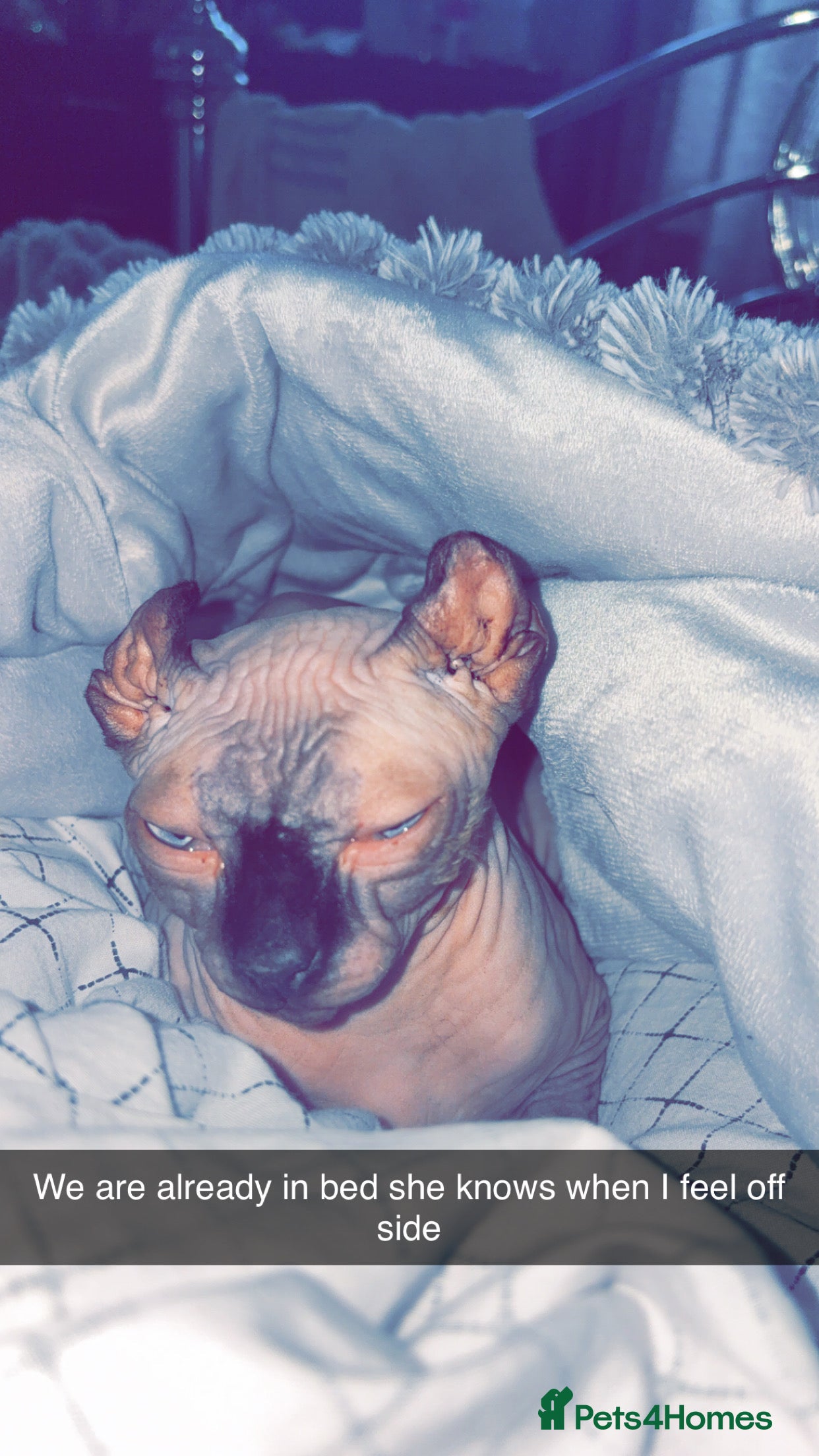 Sphynx cats Male stud wanted  - Advert 5