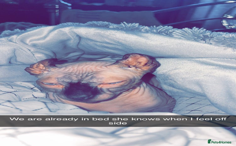 Sphynx cats - Advert 14
