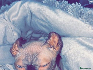 Sphynx cats - Advert 22