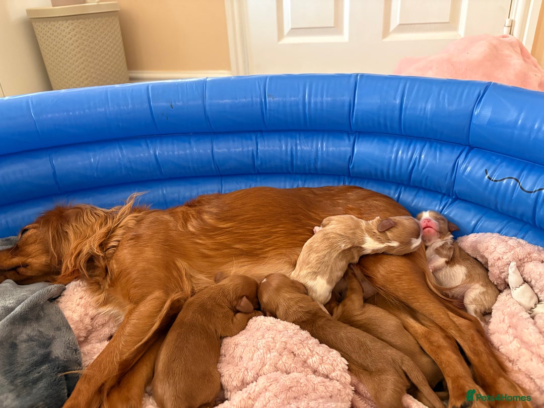 Cavalier King Charles Spaniel dogs for sale: puppies for sale💕🍼🫶🏼 - Advert 8