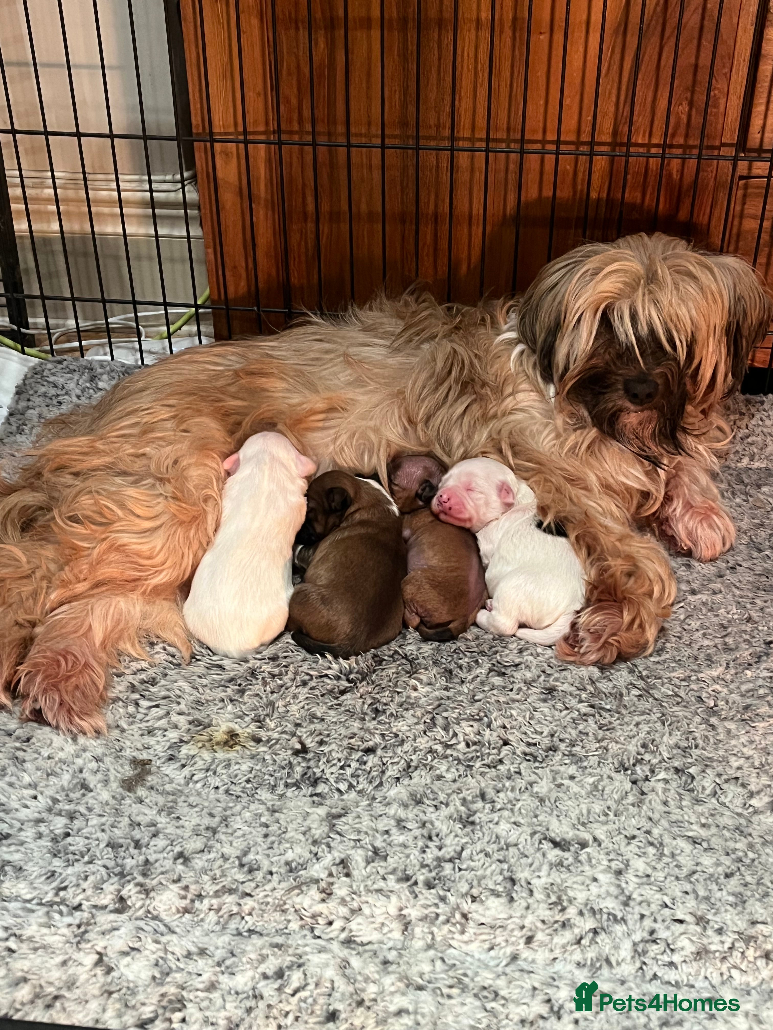Tibetan Terrier dogs Tibetan terrier puppies for sale  - Advert 1