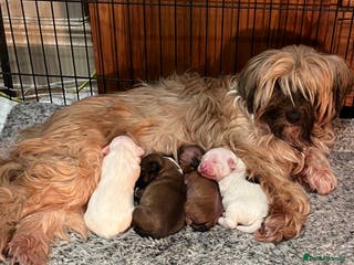 Tibetan Terrier dogs Tibetan terrier puppies for sale - Advert 1