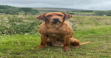 Labrador Retriever dogs - Advert 7