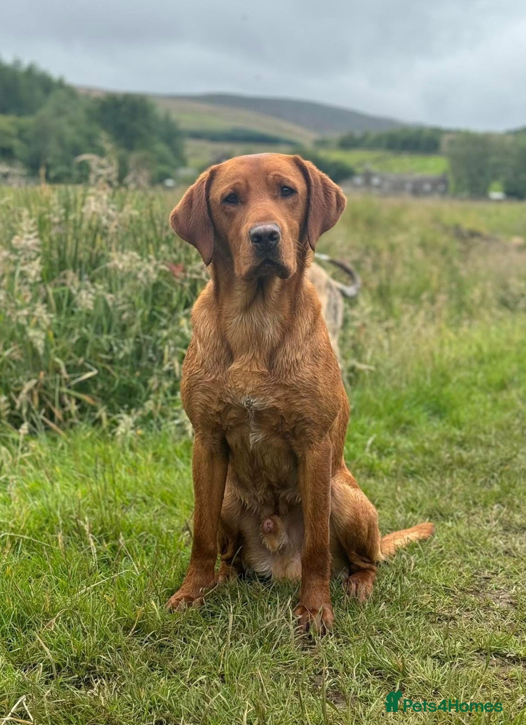Labrador Retriever dogs for sale: Red Fox Labrador Puppies  - Image 21