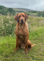 Labrador Retriever dogs - Advert 11