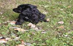 Cavapoo dogs for sale: Beautiful cavapoos  - Image 22