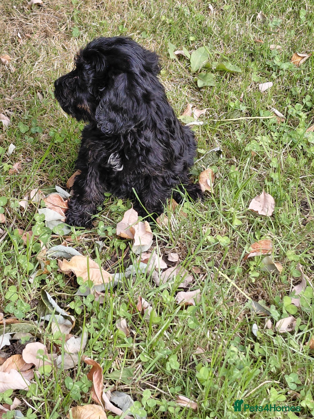 Cavapoo dogs for sale: Beautiful cavapoos  - Image 22