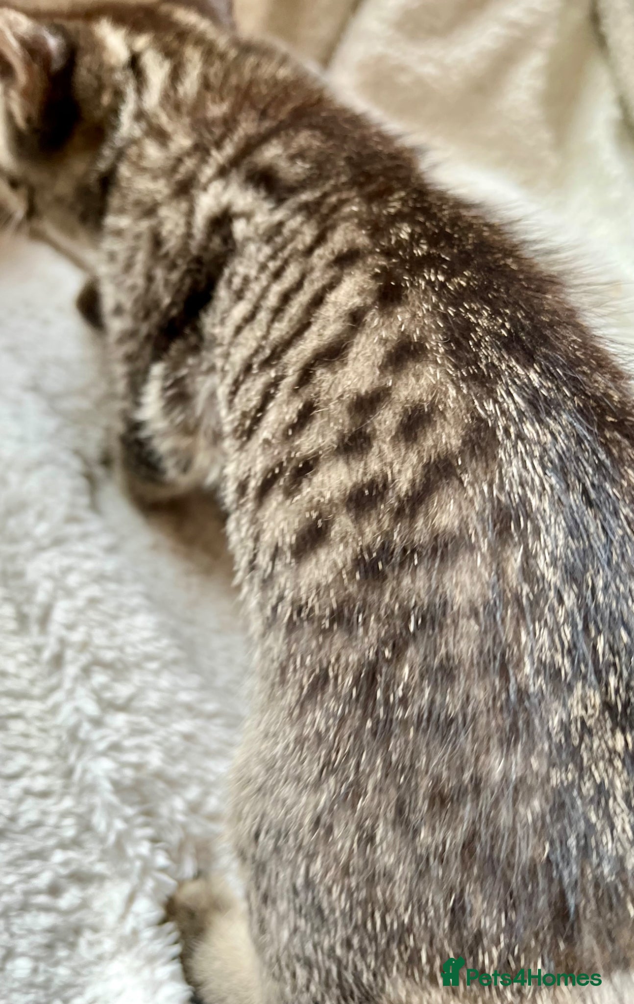 Bengal cats Glittery Bengal X With Famous References! - Advert 2