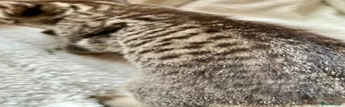Bengal Kitten 7