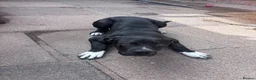 Presa Canario dogs for sale: Bella-7 month old presa canario in Stourbridge - Advert 5
