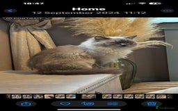 Ragdoll cats for sale: Two Beautiful girls  - Image 10