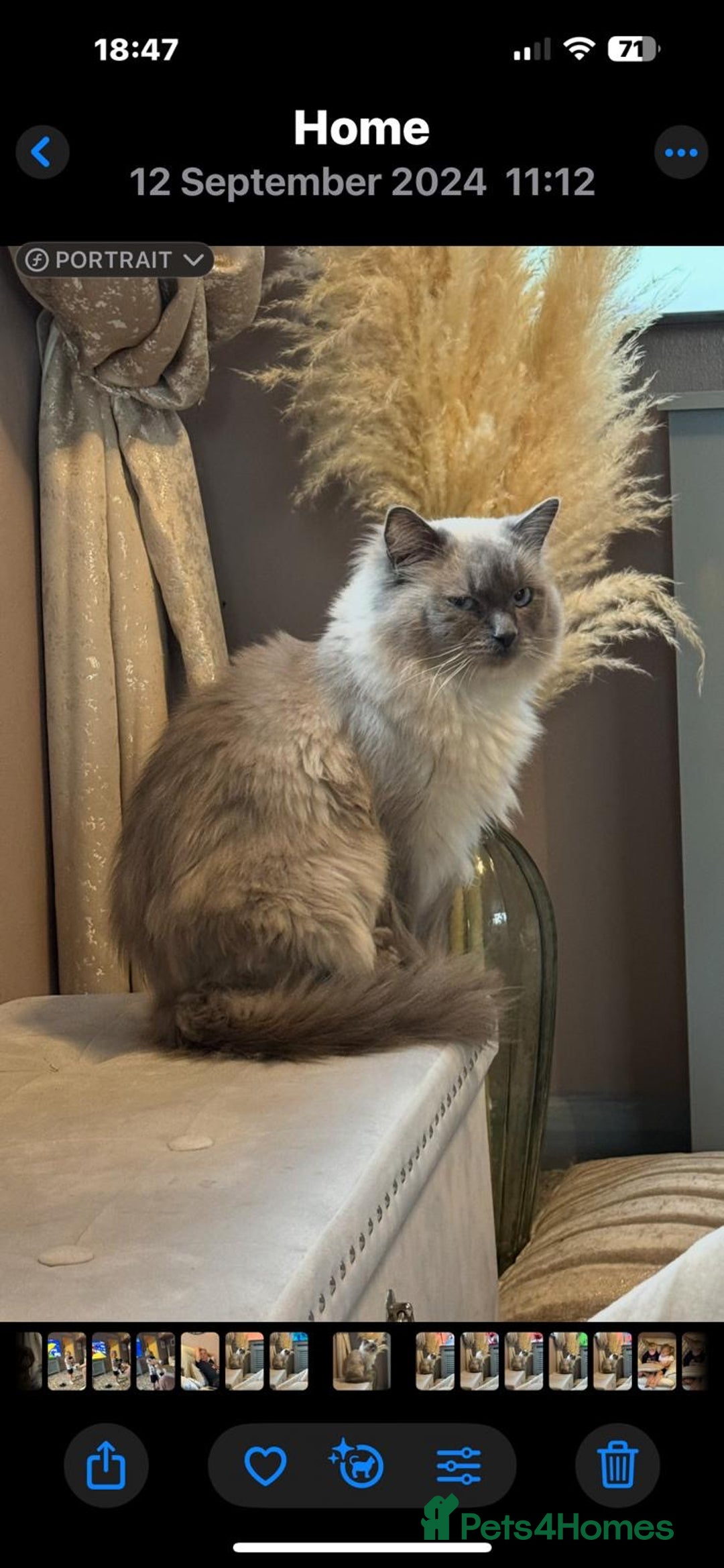 Ragdoll cats for sale: Two Beautiful girls  - Image 10