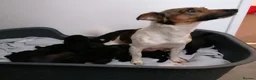 Jackapoo dogs for sale: 7 Beautiful Jackapoo puppies  - Advert 2