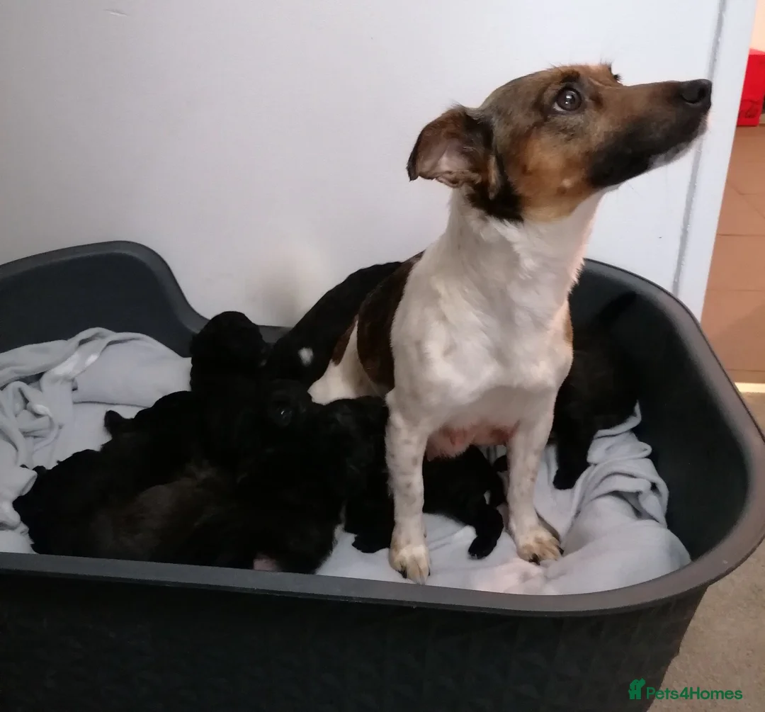 Jackapoo dogs for sale: 7 Beautiful Jackapoo puppies  - Advert 2