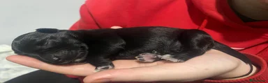 Miniature Schnauzer Puppy 2
