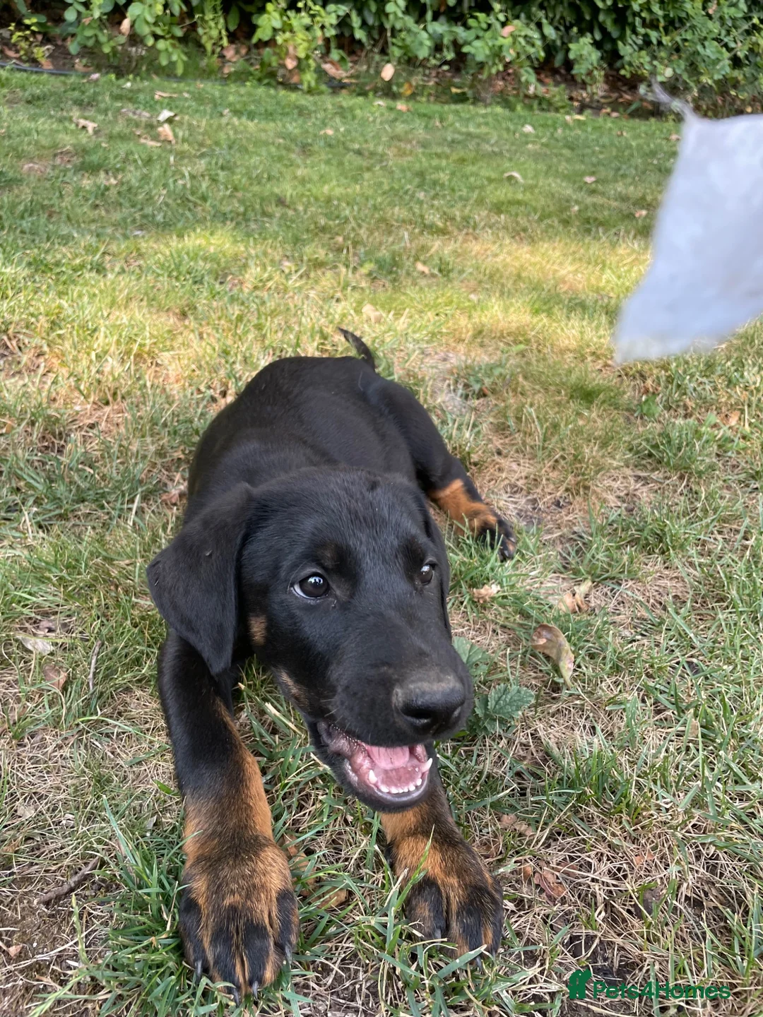 Mixed Breed dogs for sale: Doberman german shepherd cross breed puppies in London - Advert 1