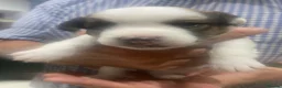 Jack Russell dogs for sale: 5 beautiful Jack Russell pups  in Whitchurch - Advert 6