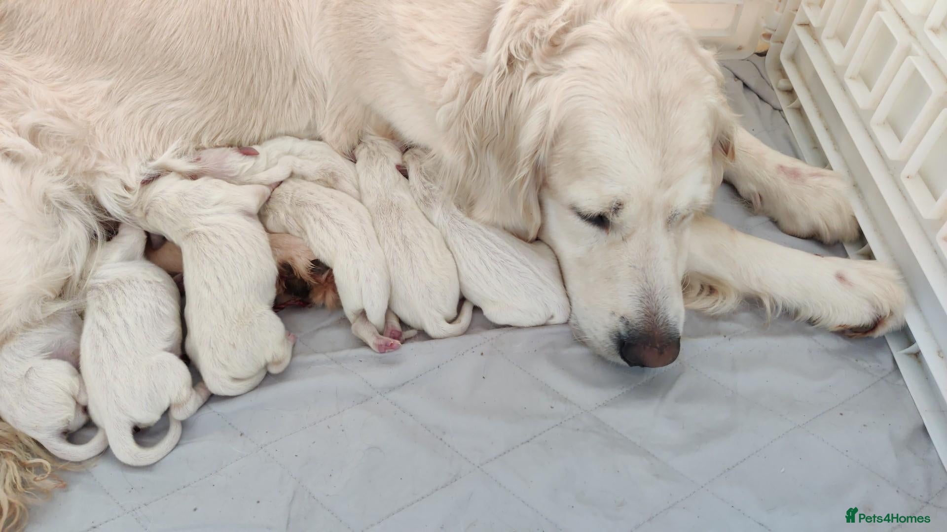 Golden Retriever dogs Superb WHITE K.Creg Golden Retriever puppies  - Advert 1