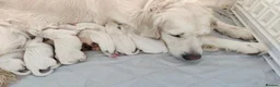 Golden Retriever dogs for sale: Superb WHITE K.Creg Golden Retriever puppies  - Advert 1