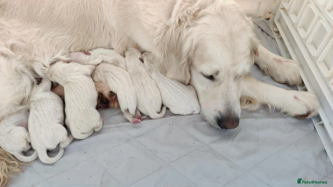 Golden Retriever dogs for sale: Superb WHITE K.Creg Golden Retriever puppies  - Advert 1