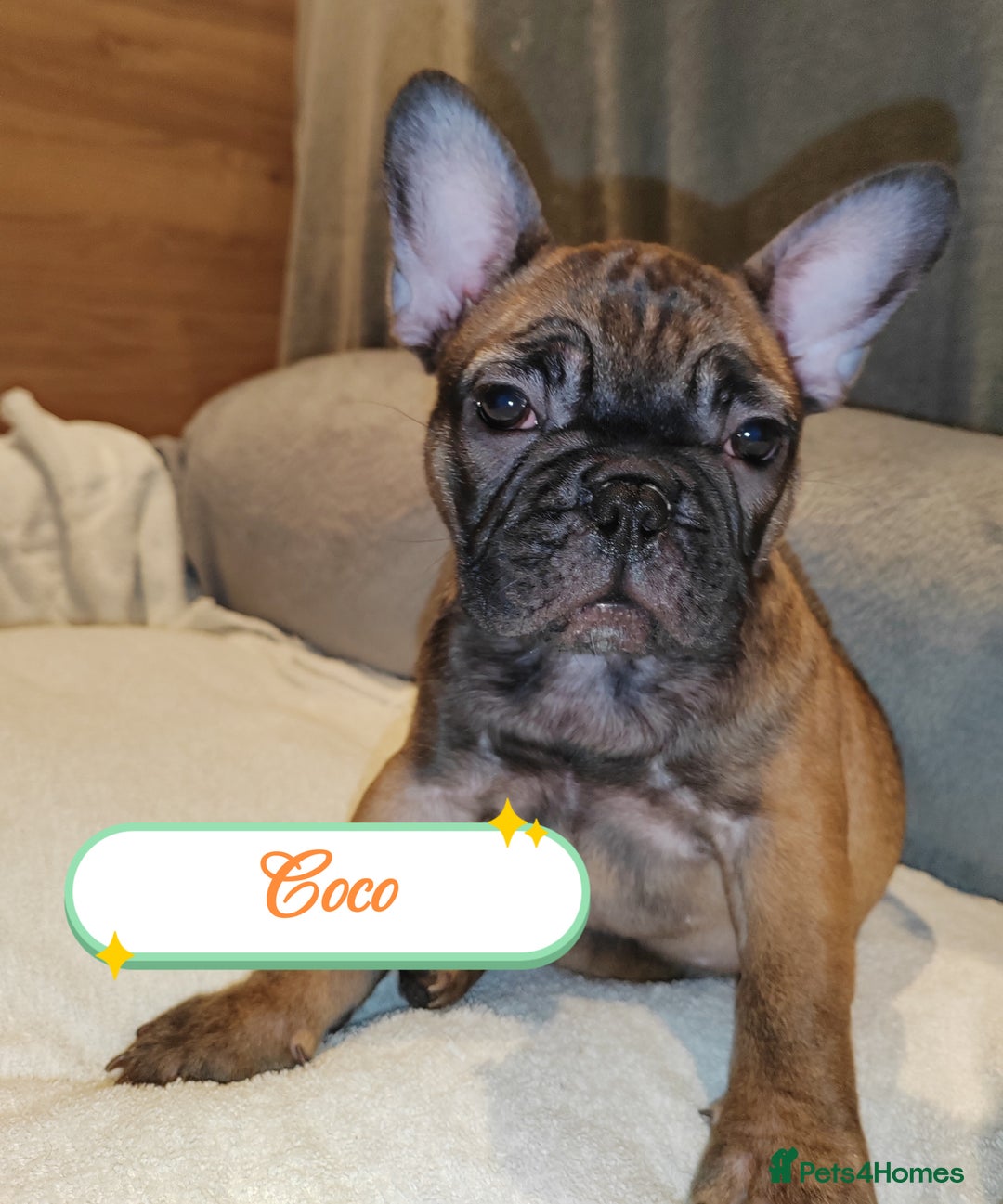 French Bulldog dogs for sale: 🌟 Beautiful French Bulldog Puppies  - Advert 9