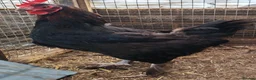 Chickens poultry for sale: Pure breed French copper black maran dark eggs - Advert 2