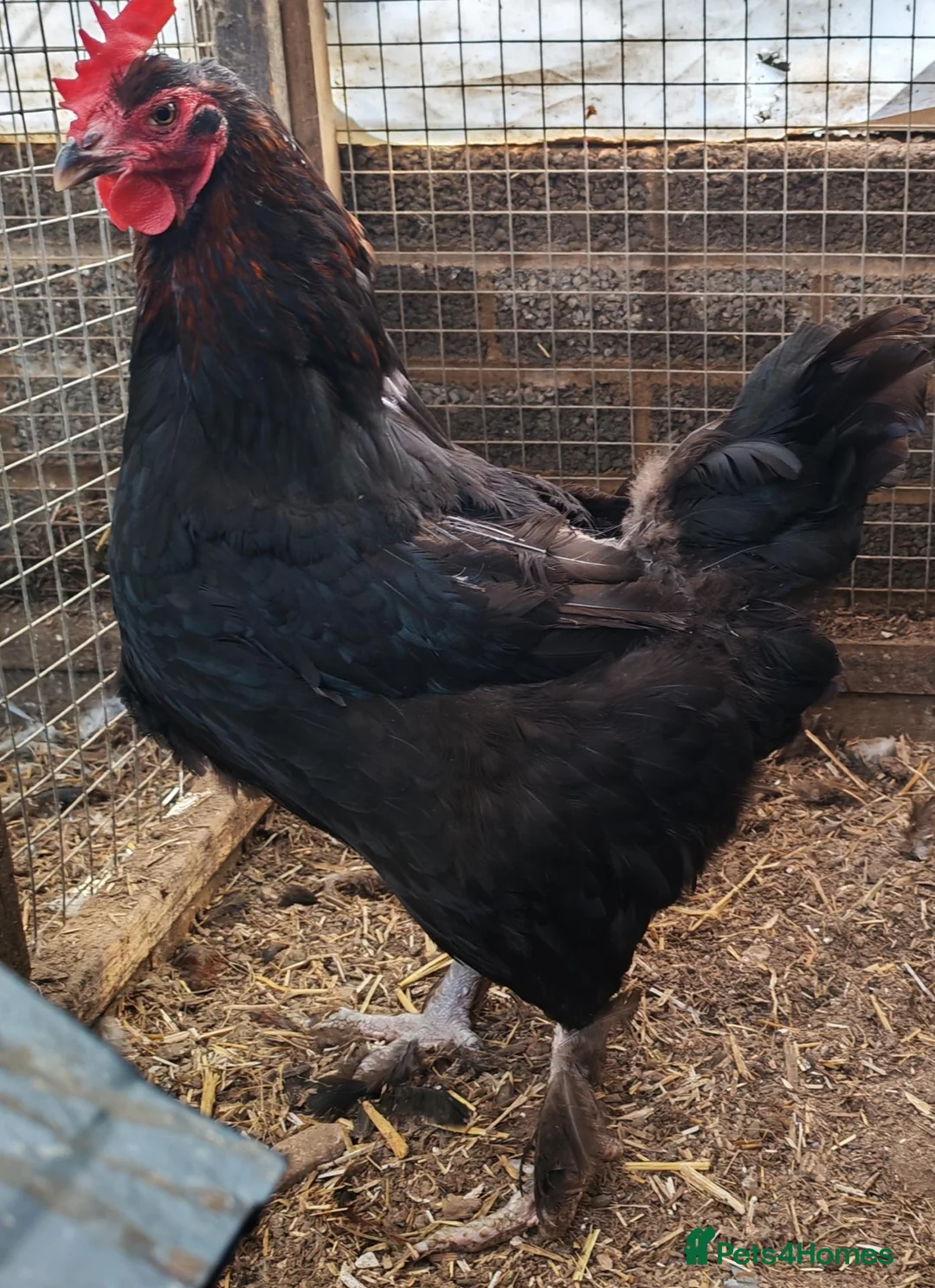 Chickens poultry for sale: Pure breed French copper black maran dark eggs - Advert 2