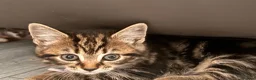 Mixed Breed cats for sale: Adorable, curious tabbies looking for loving homes in London - Advert 14